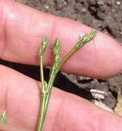 Image of slender woolly buckwheat