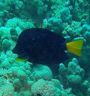 Image of Dusky Sailfin Tang