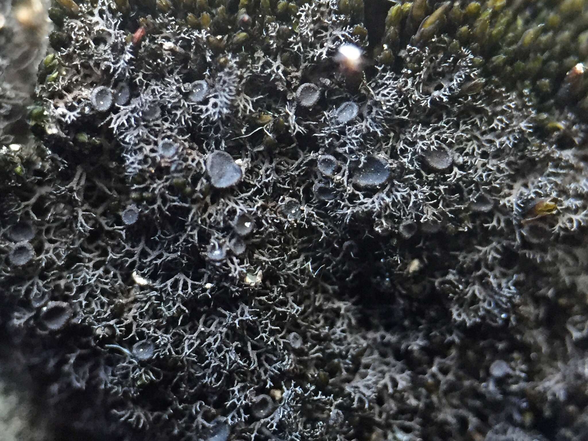 Image of Woollybear lichens