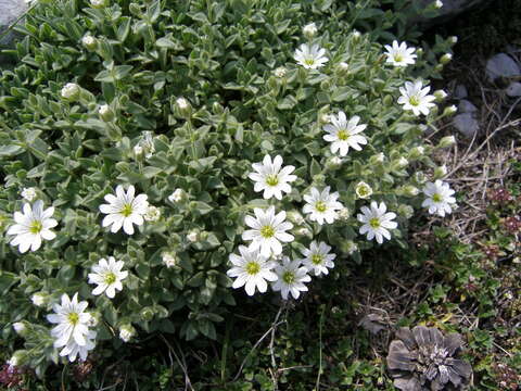 Imagem de Cerastium dinaricum G. Beck & Szysz.