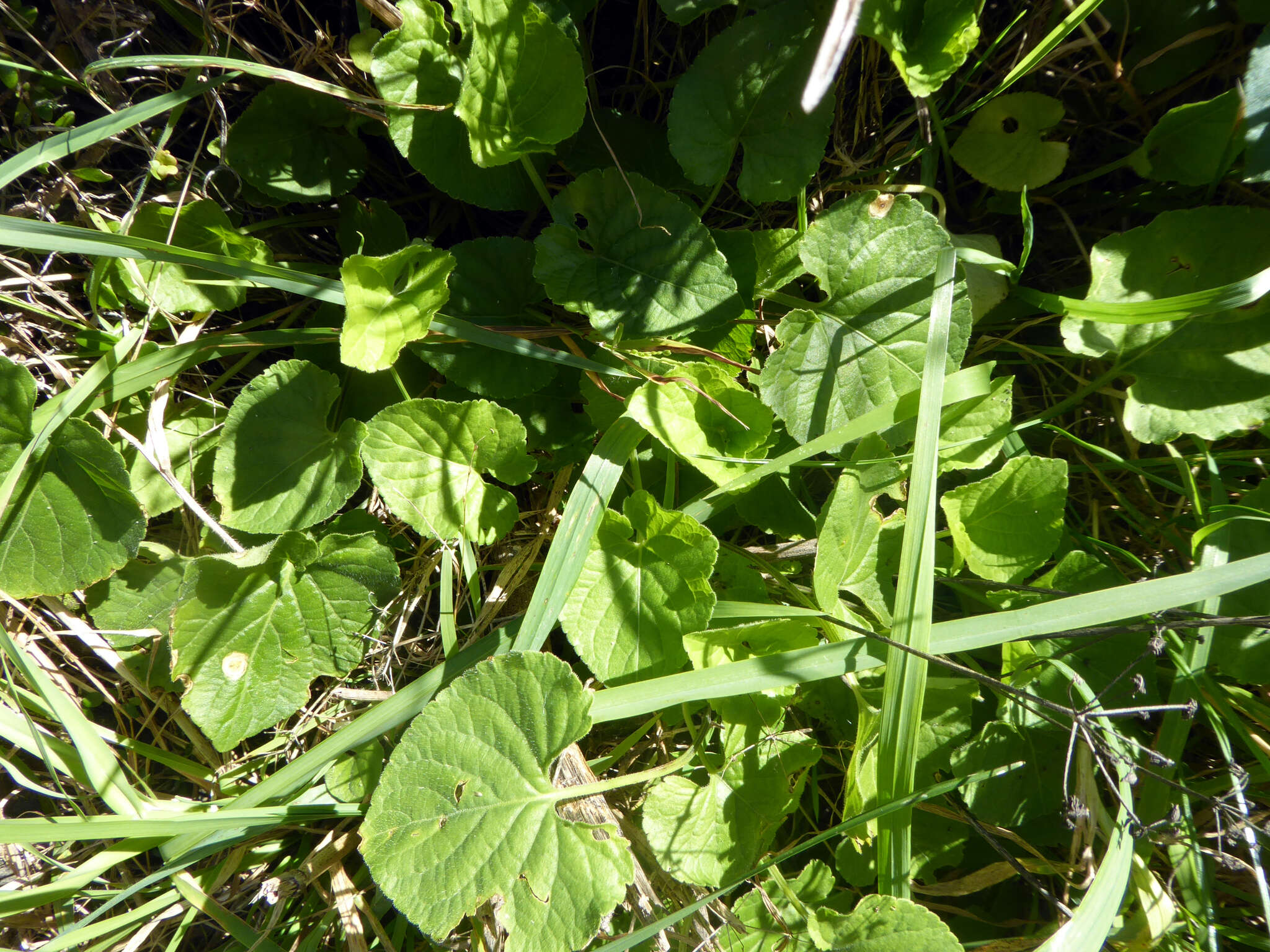 Image de Violette odorante