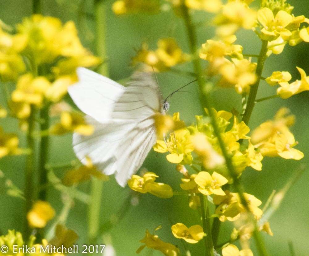 Image of Mustard White