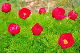 Image of Fern Leaf Peony