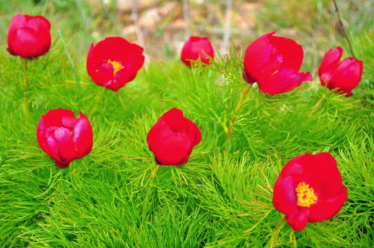 Image of Fern Leaf Peony