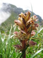 Imagem de Orobanche reticulata Wallr.