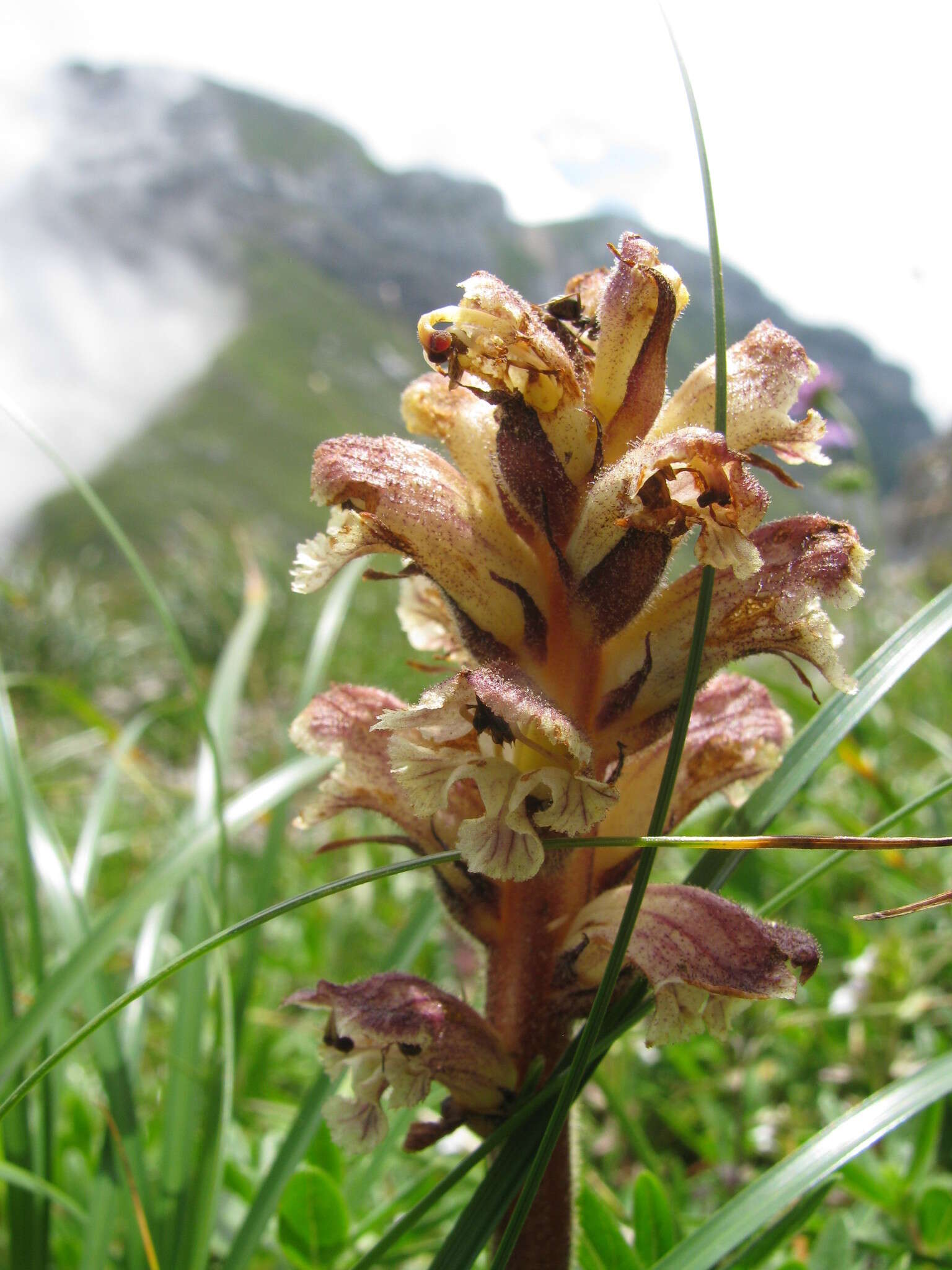 Imagem de Orobanche reticulata Wallr.