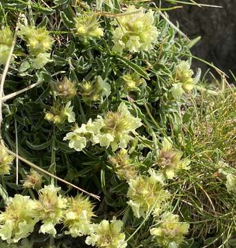 Image de Sideritis hyssopifolia L.