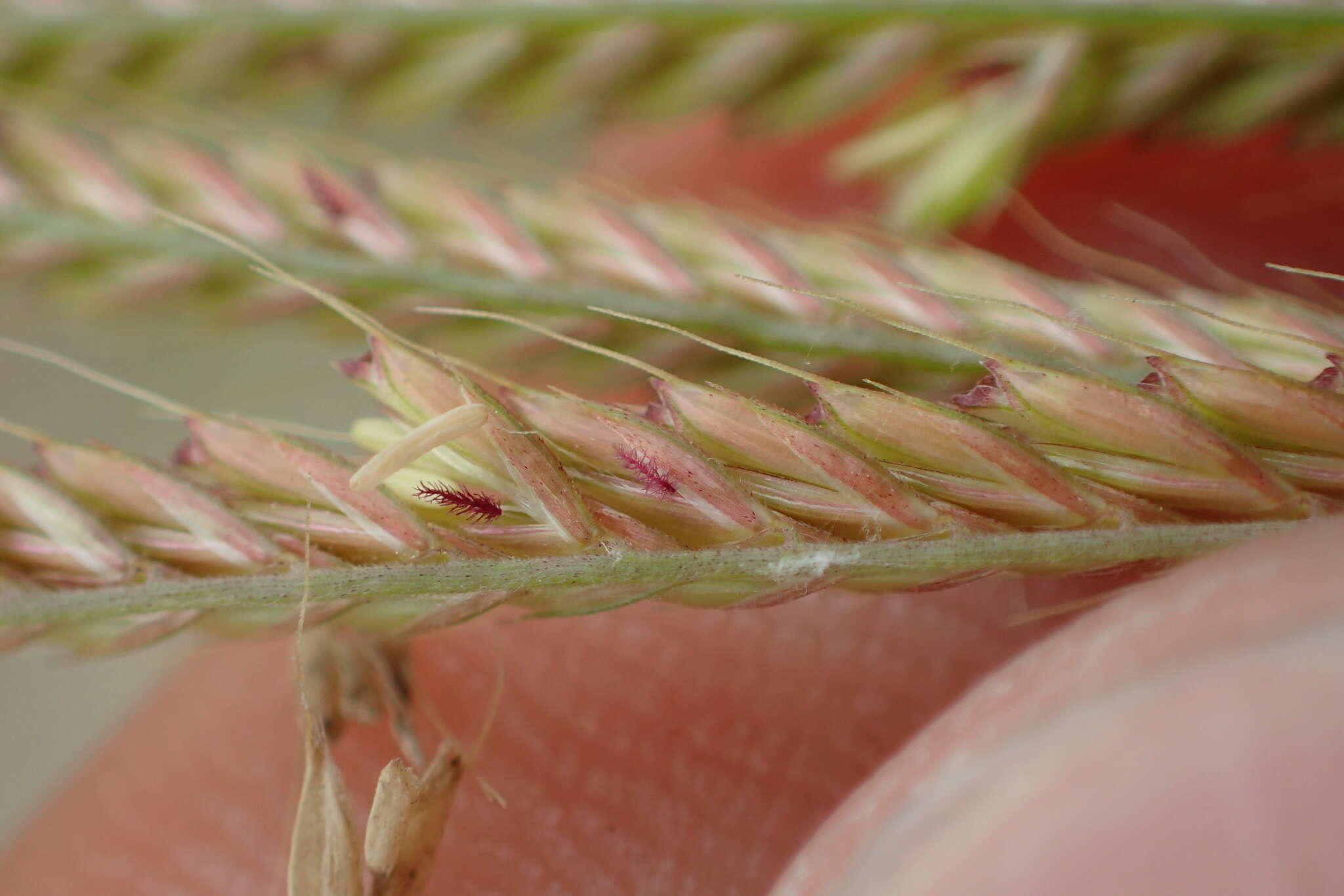 Image of Rhodes grass