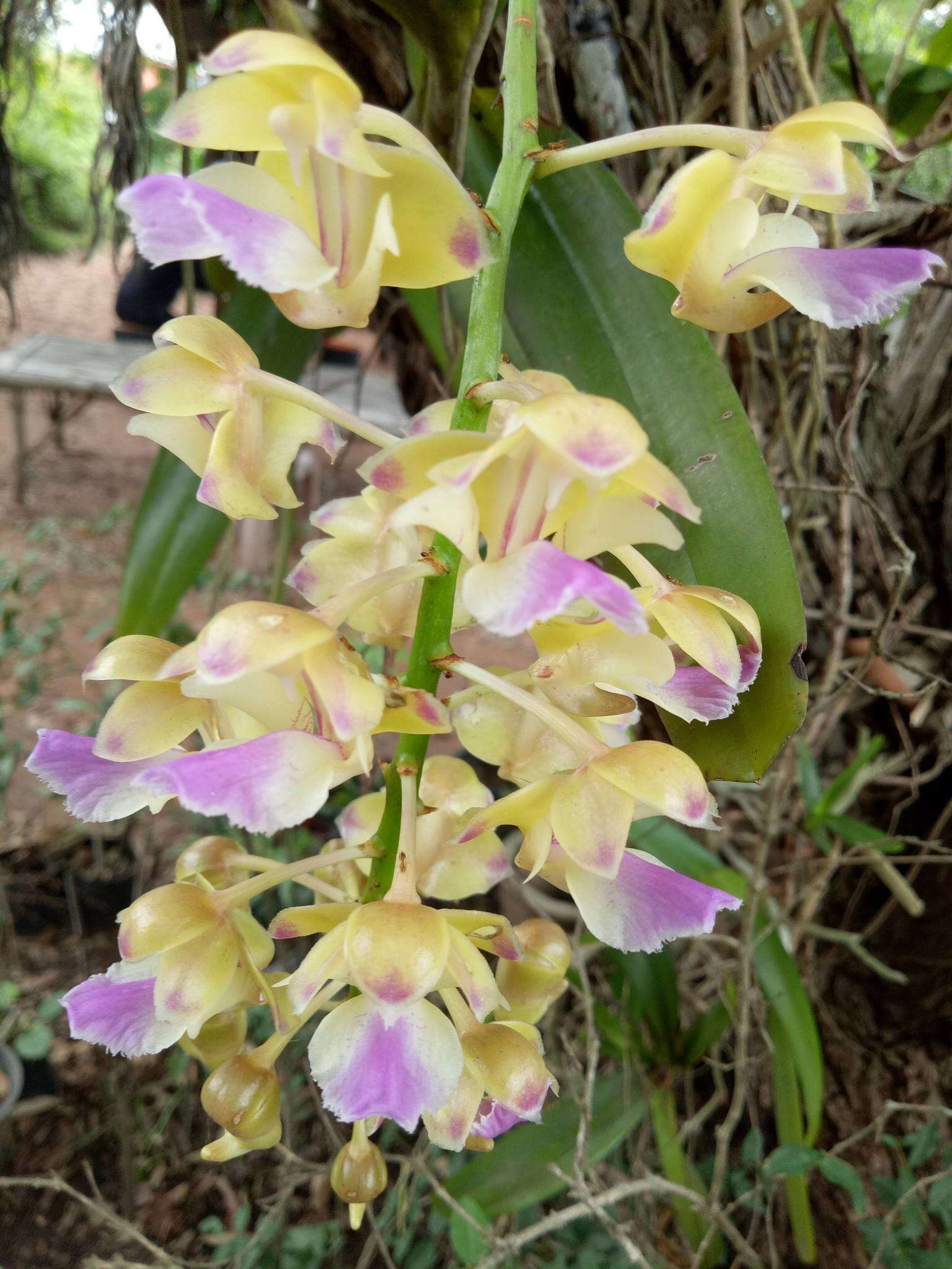 Image of Aerides houlletiana Rchb. fil.