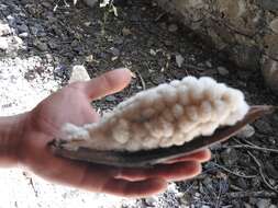 Image of Ceiba aesculifolia subsp. parvifolia (Rose) P. E. Gibbs & Semir