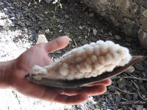 Image of Ceiba aesculifolia subsp. parvifolia (Rose) P. E. Gibbs & Semir