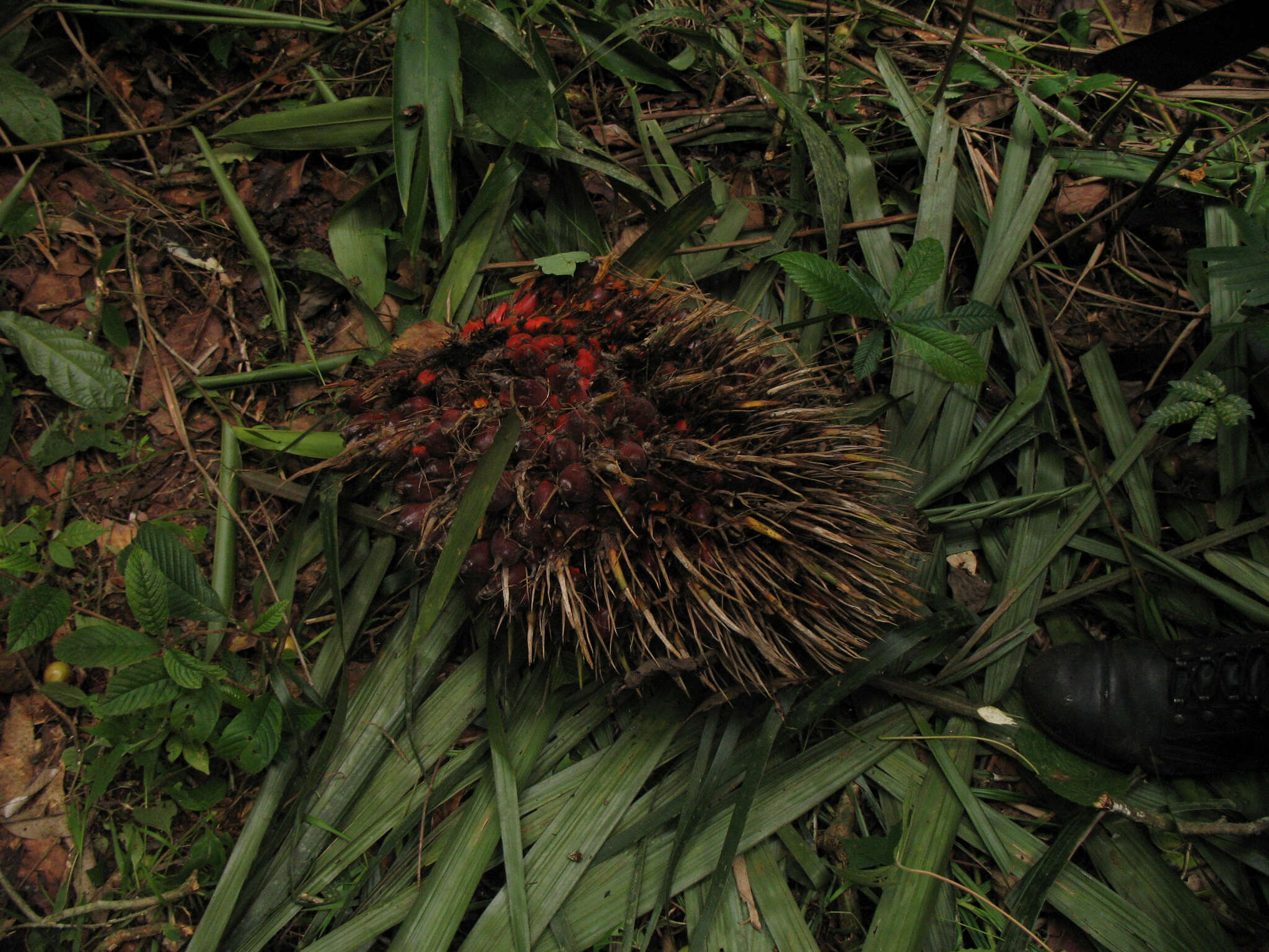 Image of oil palm