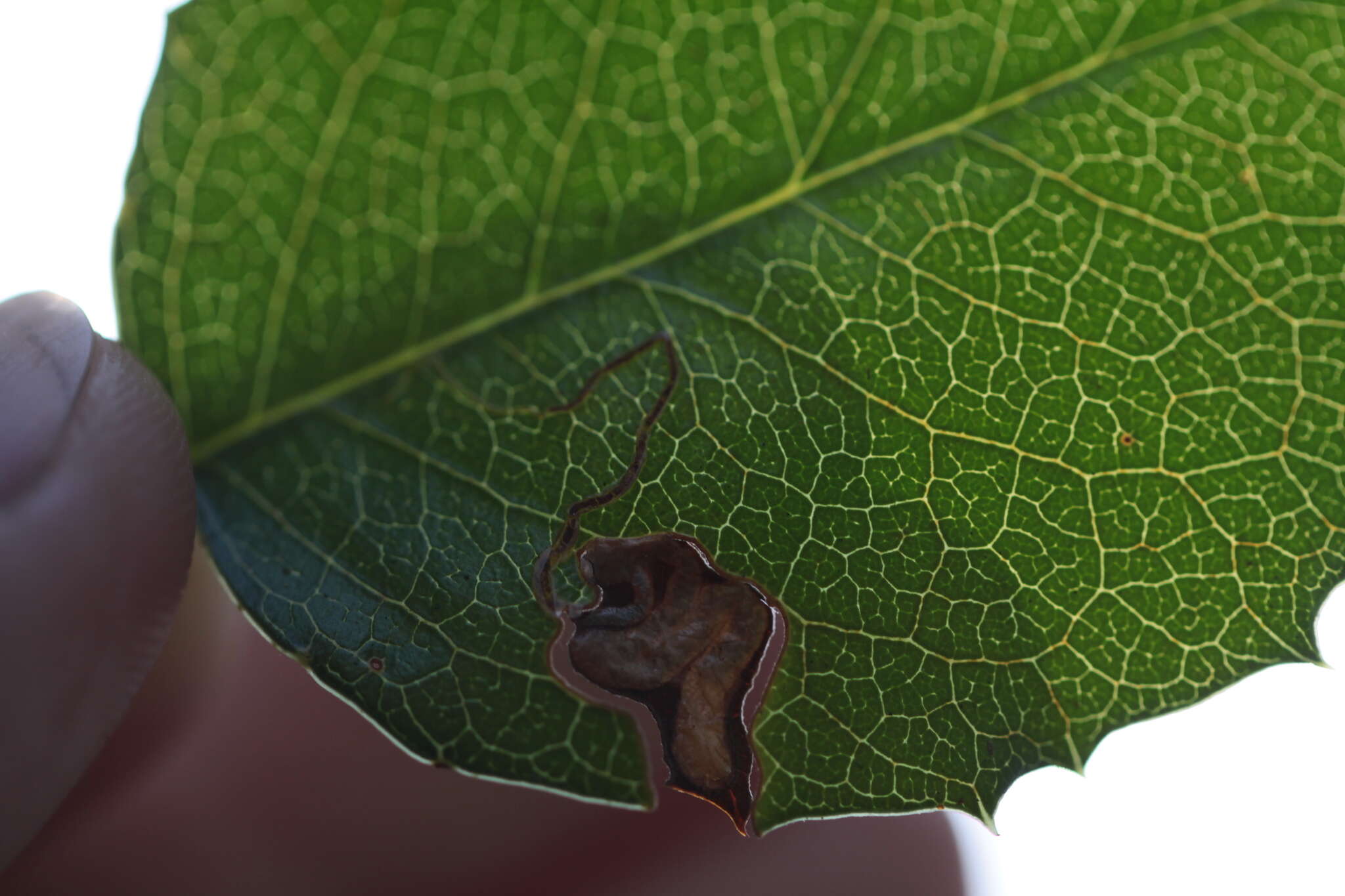 Image of Stigmella braunella (Jones 1933) Wilkinson et al. 1979