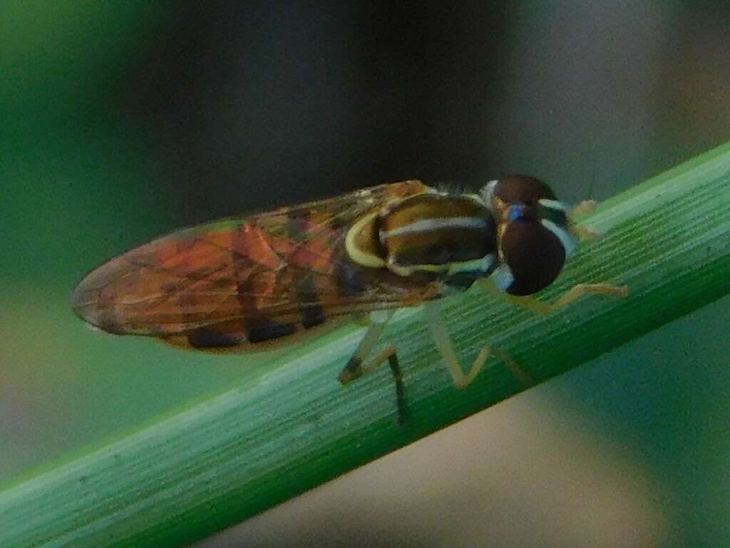 Sivun Toxomerus floralis (Fabricius 1798) kuva