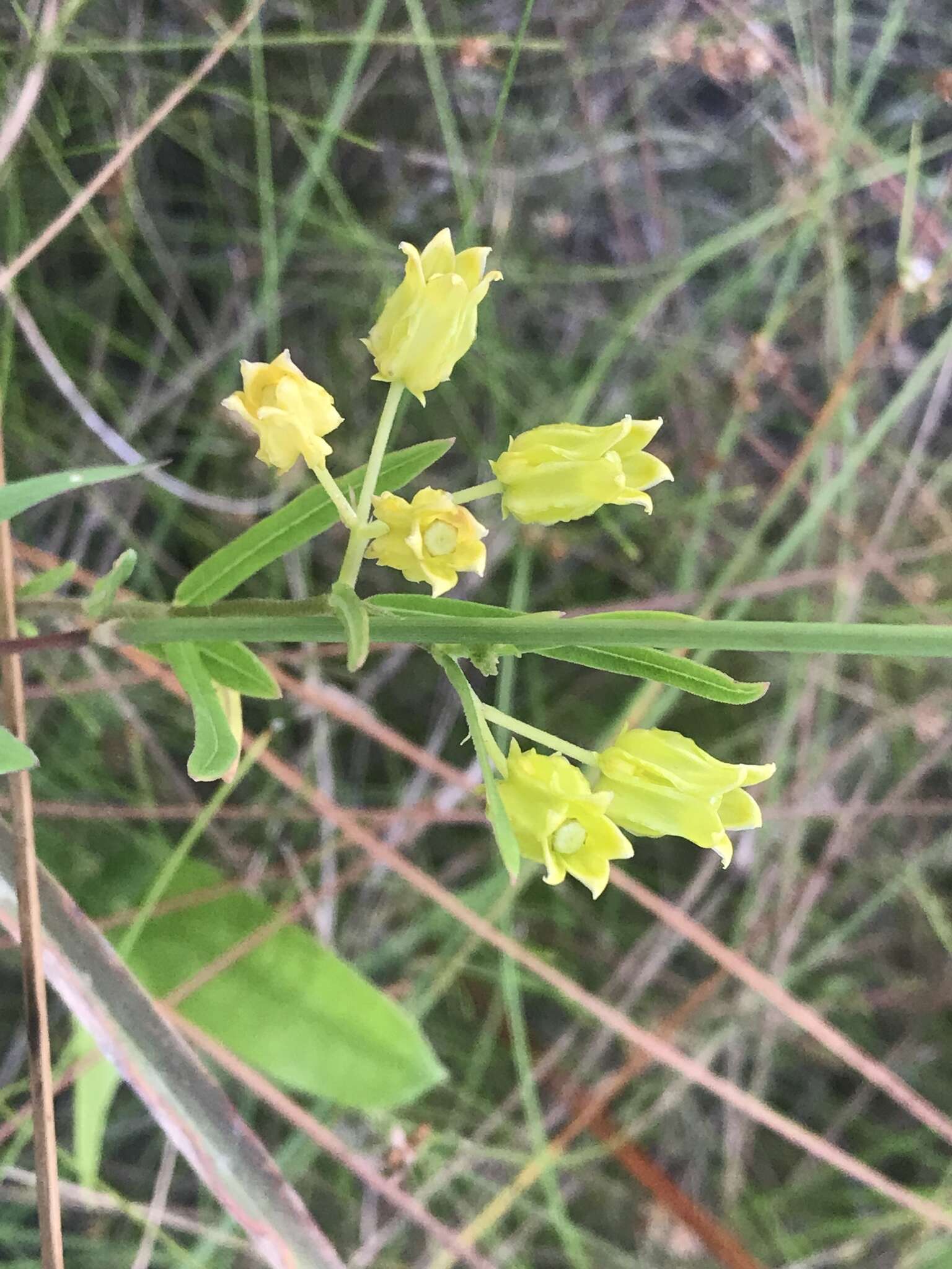 Image of Savannah Milkweed