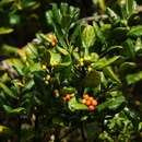 Image de Ilex perado subsp. azorica (Loes.) Tutin