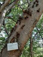 Image of Large-fruited fig