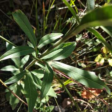 Image of Cosmos scabiosoides Kunth