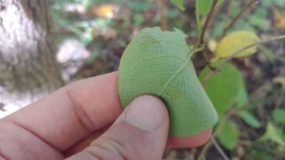 Image of Lonicera dioica var. dioica