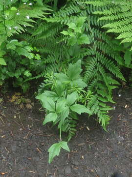 Image of Seaside Bittercress