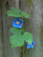 Image of Ivyleaf morning-glory