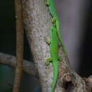 Image of Phelsuma sundbergi sundbergi Rendahl 1939