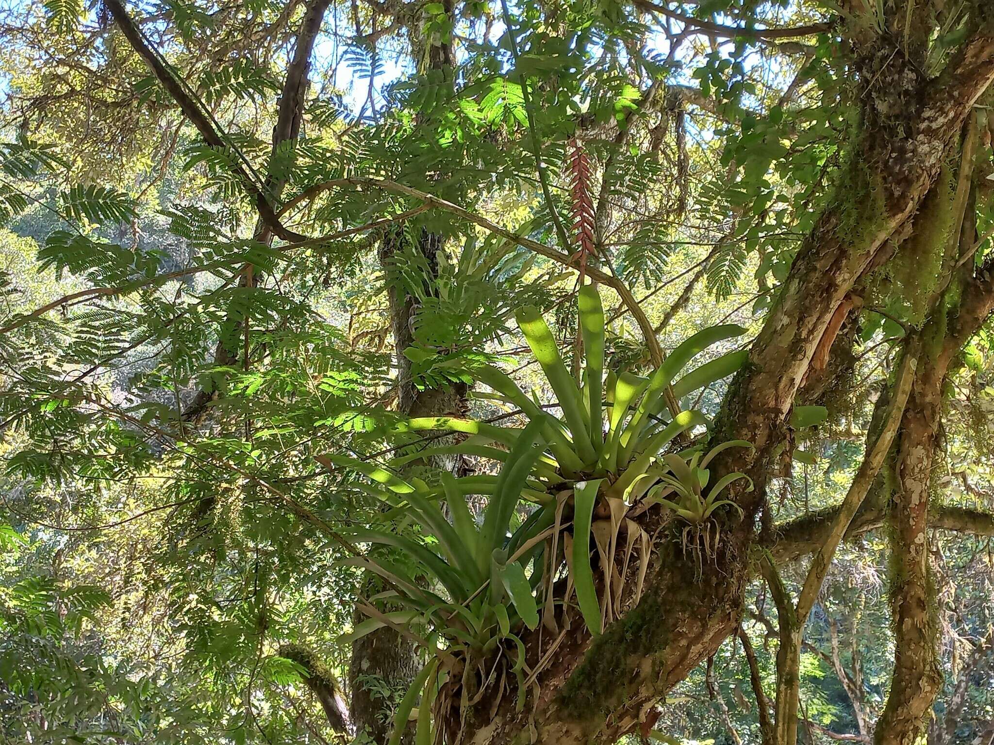 Image of Vriesea platynema Gaudich.