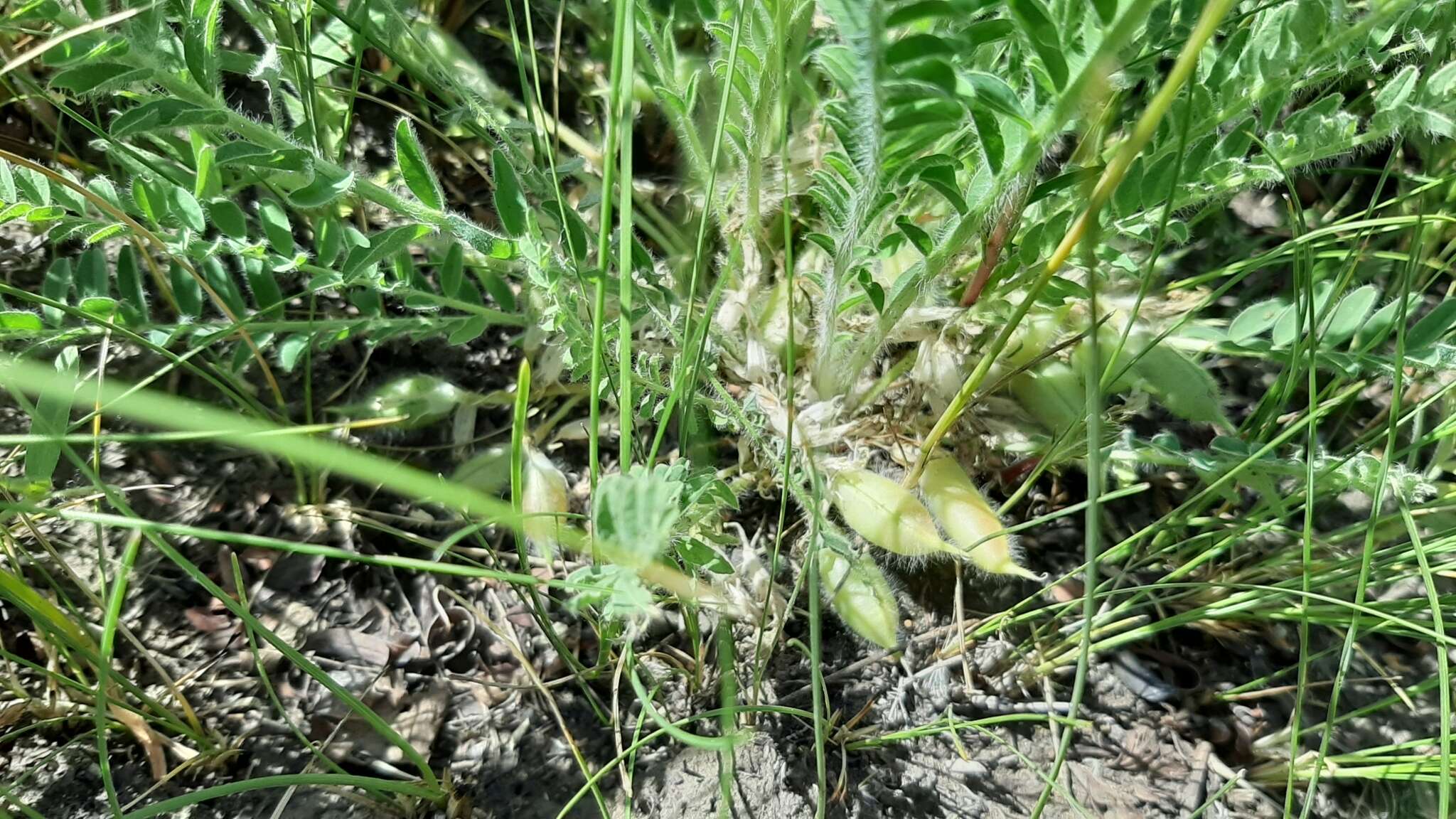 صورة Astragalus buchtormensis Pall.