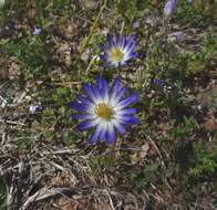 Image of Carolina anemone