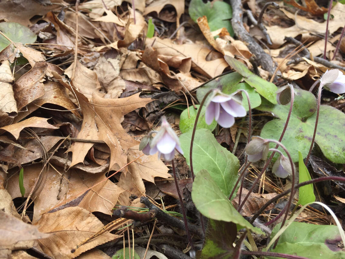 Image of roundlobe hepatica