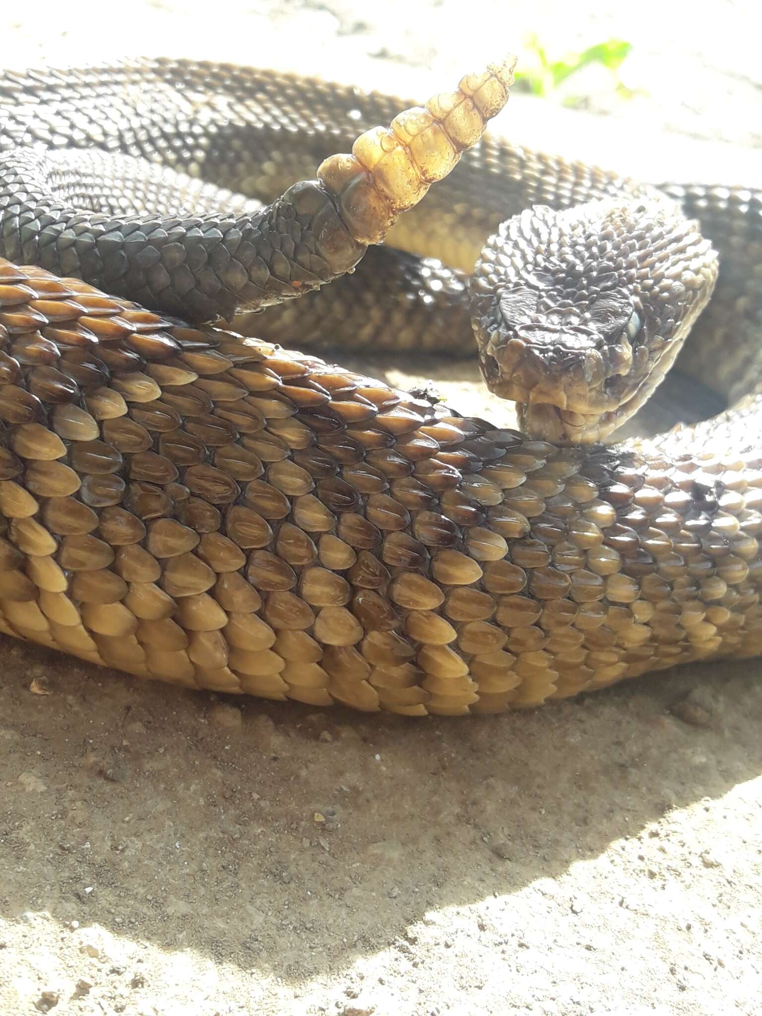 Image of Cascabel Rattlesnake