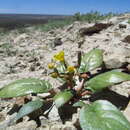 Image of Paiute suncup