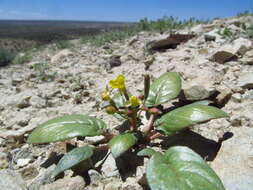 Image of Paiute suncup