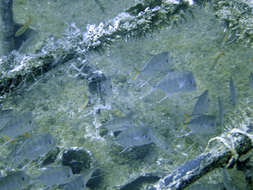 Image of Atlantic Lookdown