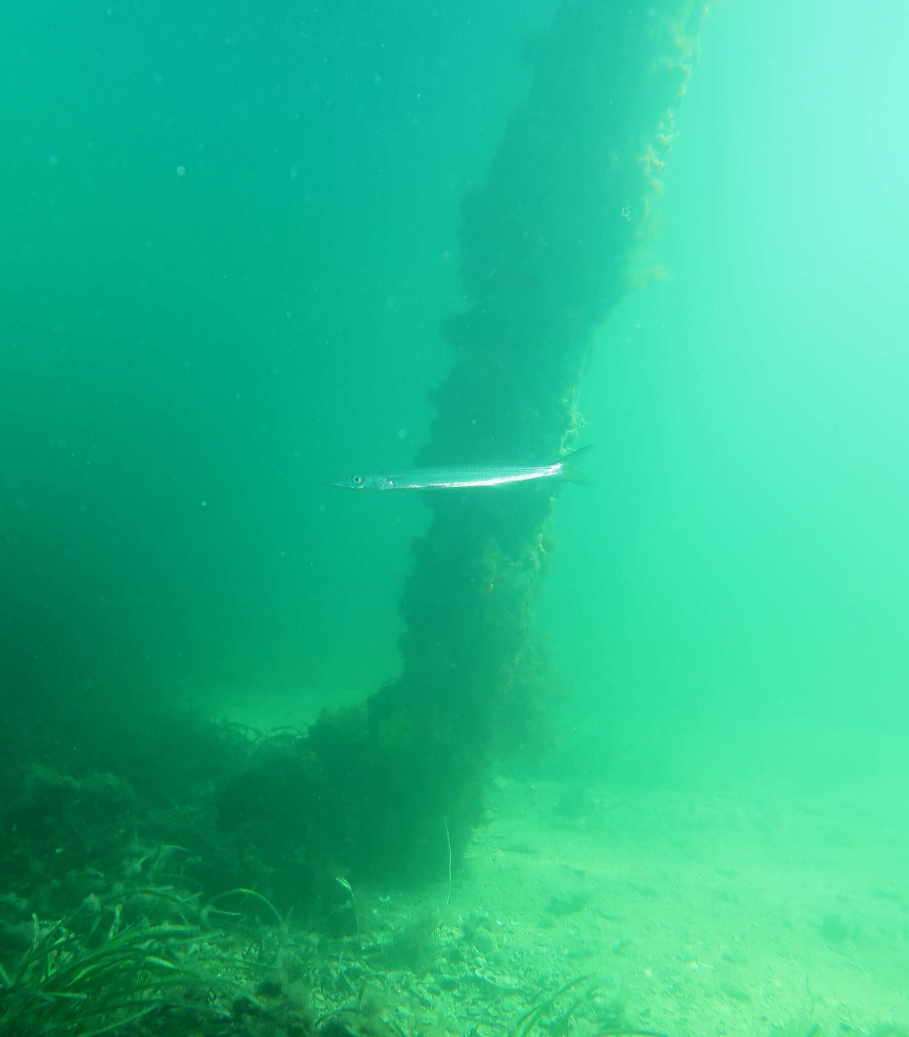 Image of Australian barracuda