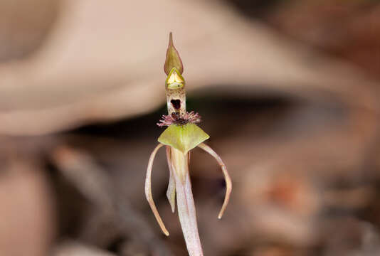 Image of Turtle orchid