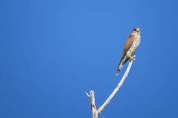 Image of Madagascar Kestrel