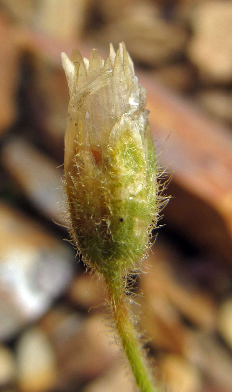 Image of Aleutian chickweed