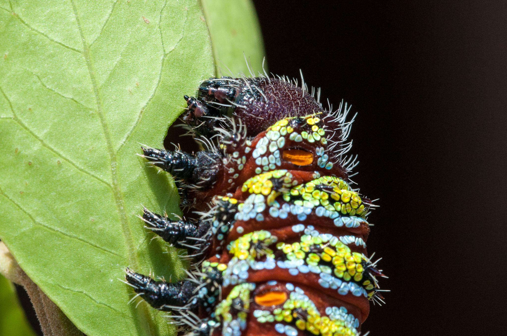 Image of <i>Nudaurelia cytherea</i>