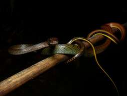 Image of White-bellied Rat Snake