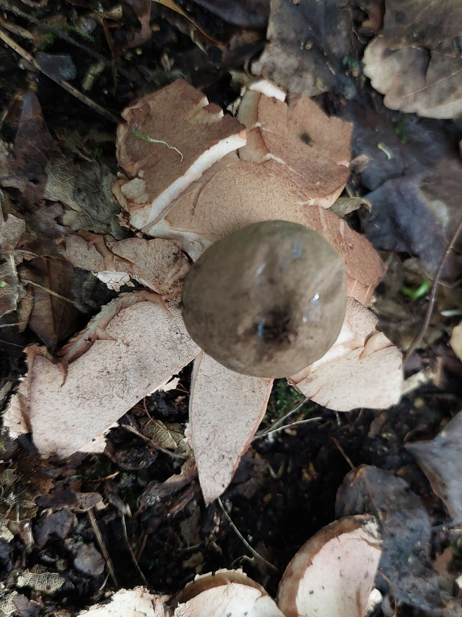 Image of Red-brown Earthstar