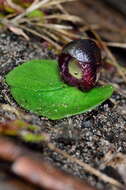 Image of Slaty helmet orchid