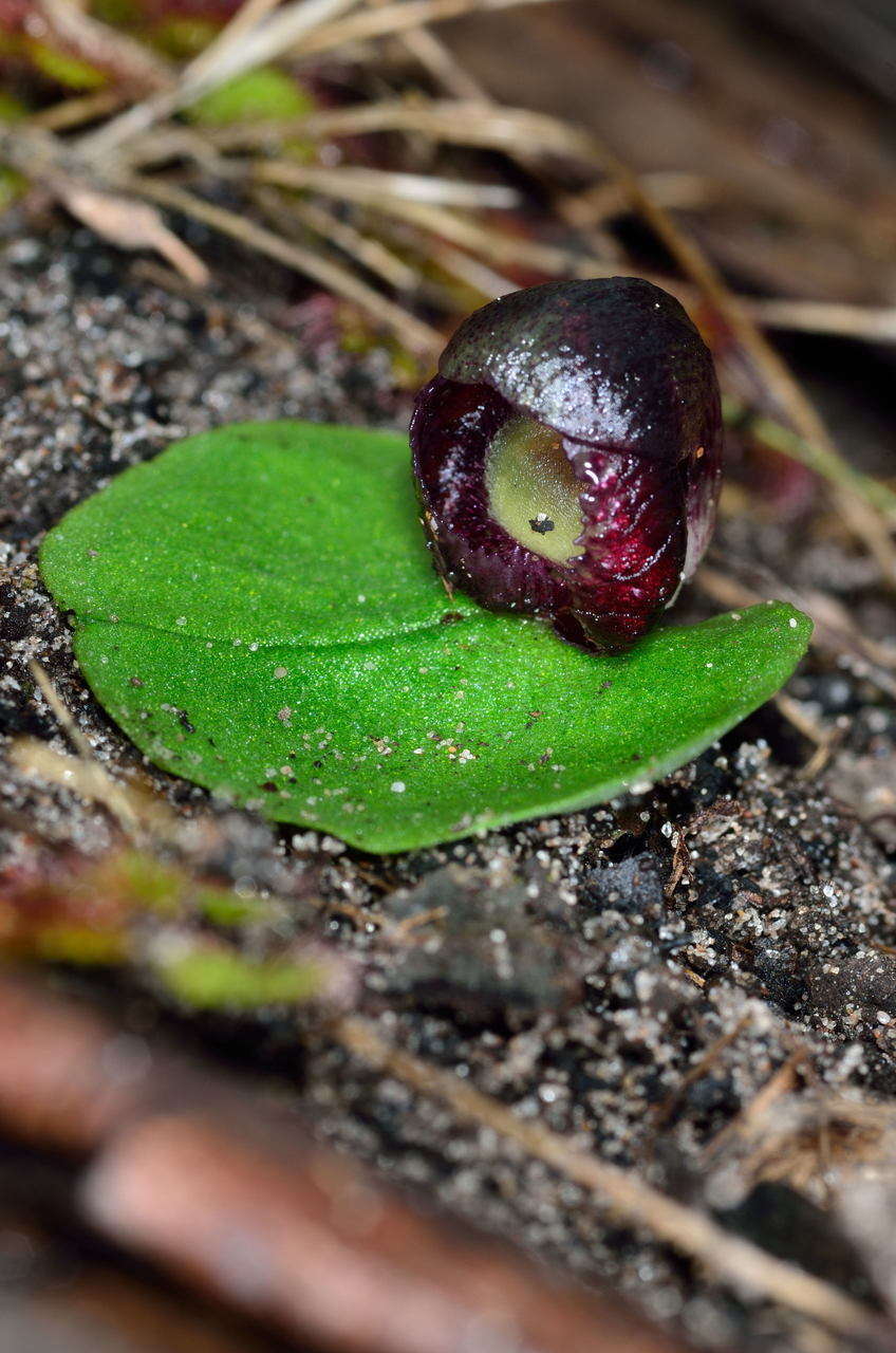 Image of Slaty helmet orchid