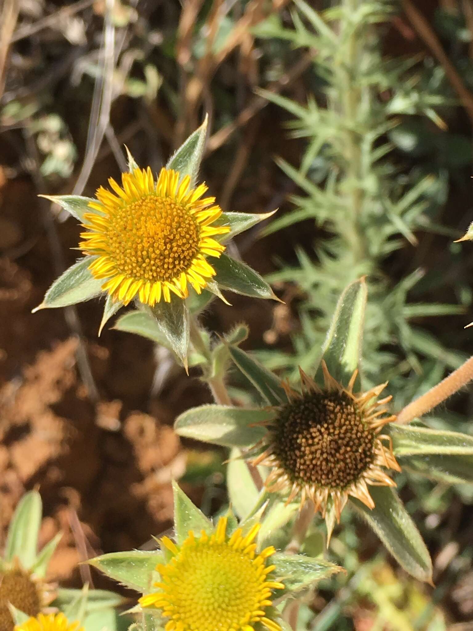 Image of estrella de mar