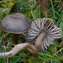 Image of Neohygrocybe nitrata (Pers.) Kovalenko