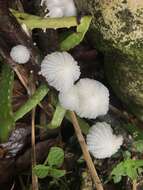 Image of Marasmiellus cubensis (Berk. & M. A. Curtis) Singer 1962