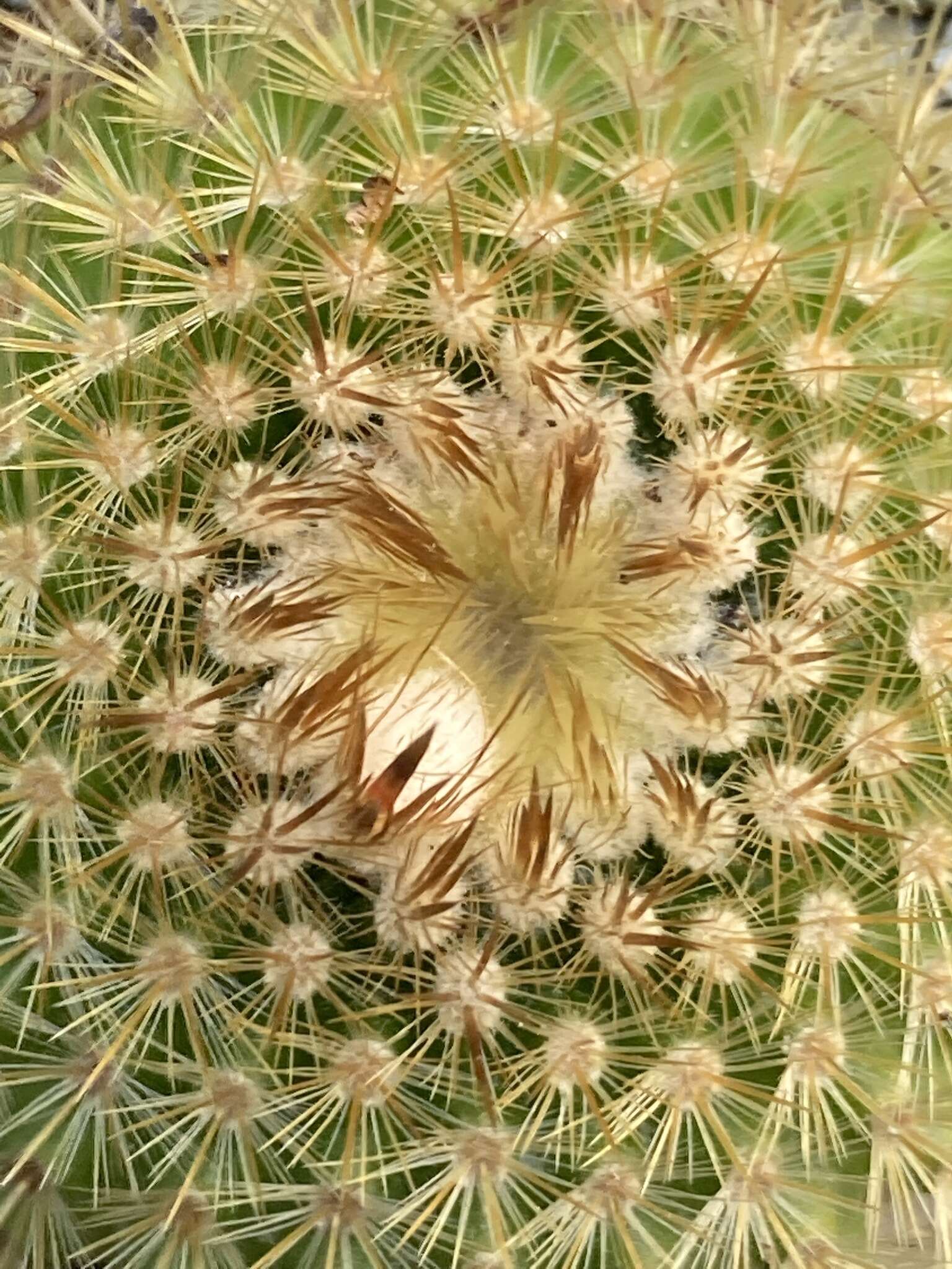 Parodia scopa (Spreng.) N. P. Taylor resmi