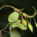 Image of Corydalis repens Mandl & Muehld.