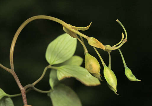 Image of Corydalis repens Mandl & Muehld.