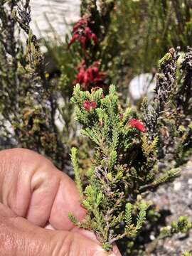 Image of <i>Erica monadelphia</i>